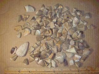 Jj - 21 Fossil Morocco Batch Of Mostly Mosasaur Teeth,  Some Other Stuff Mixed In