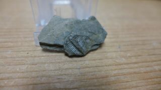 Geological Enterprises Upper Cambrian Trilobite,  Olenus Gibbosus England