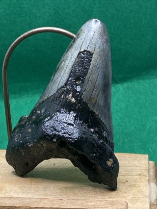 72.  2.  90”.  Megalodon Shark Tooth Fossil 100 Authentic.