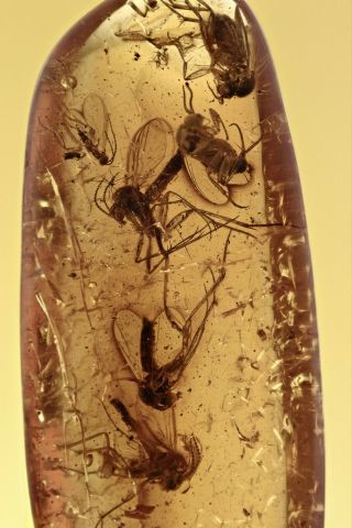 Swarm Of 6 Fungus Gnats Inclusion Fossil Baltic Amber 210105 - 22,  Img