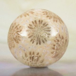 Natural Agatized Fossil Coral Round Cabochon With Flower Pattern Indonesia 2.  62g