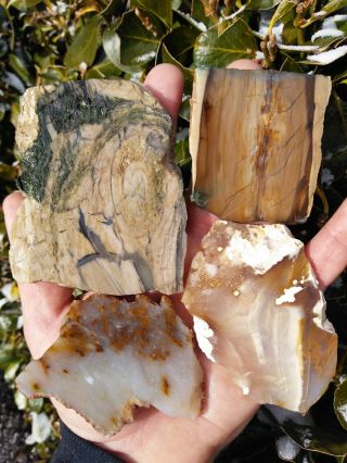 Four (4) Central Oregon Green Petrified Wood Agate Slabs Rings 11oz