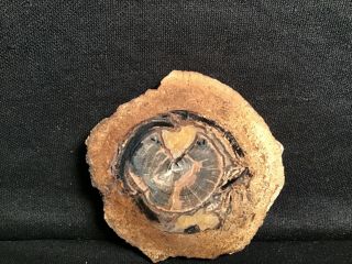 Rw “petrified Wood Round” From Blue Forest In Wyoming