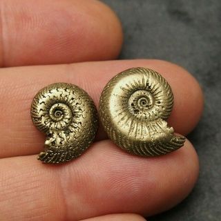 2x Quenstedtoceras 18 - 21mm Pyrite Ammonite Fossils Fossilien Russia Golden