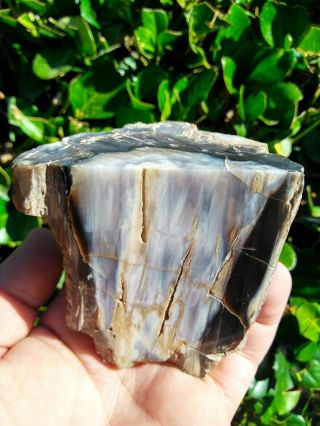 Flat Face Polished Owyhee Mountains Petrified Wood Agate Stand Up Specimen 1lb