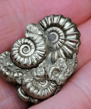 Stunning Gold Pyrite Promicroceras Multi - Bed Of Ammonites,  Lyme Regis Jurassic