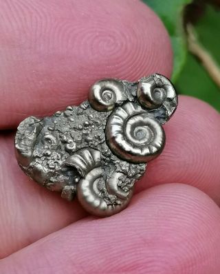 Stunning Gold Pyrite Promicroceras Multi - Bed Of Ammonites Lyme Regis Jurassic
