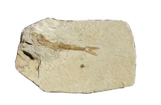 Fossil Fish Dastilbe Dinosaur Era Brazil 2