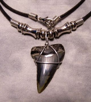 1 3/8 " Mako Shark Tooth Sharks Teeth Necklace Fossil Jaw Megalodon Colors