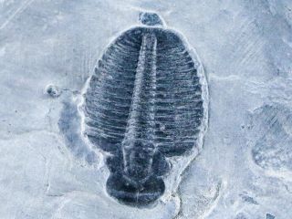 0.  9 " Elrathia Kingi Trilobite Fossil In Matrix House Range Utah Cambrian Age