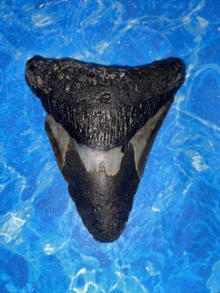 Huge 3.  40” Megalodon Shark Tooth Teeth Fossil Meg Scuba Diver Direct 1817