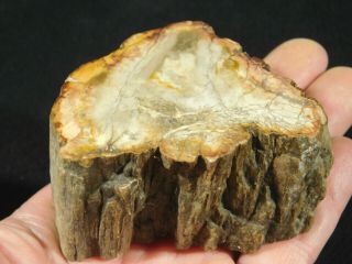 Perfect Bark A 225 Million Year Old Petrified Wood Fossil 288gr