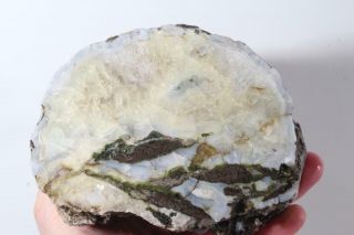 Oregon Fossil Limb Cast 4 Lb 9 Oz.  Faced Specimen Paulina ?