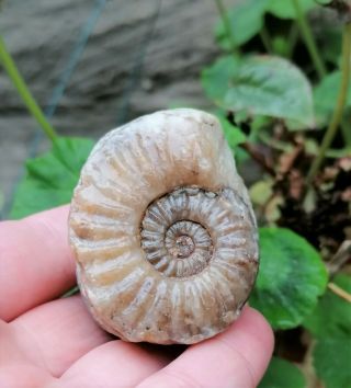 Fossil Asteroceras Confusum Species Of Ammonite Black Ven Lyme Regis Jurassic Uk