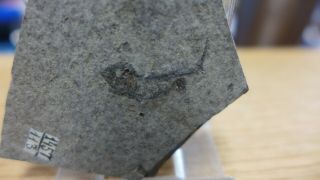 Geological Enterprises Miocene Fossil Fish,  Clupeomorth Azerbaijan