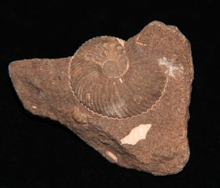 Ammonite Pseudocadoceras Sp.  Jurassic Callovian Russia Fossil