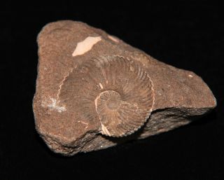Ammonite Pseudocadoceras sp.  Jurassic Callovian Russia Fossil 2