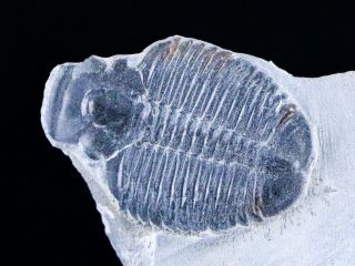 1 " Elrathia Kingi Trilobite Fossil In Matrix House Range Utah Cambrian Age