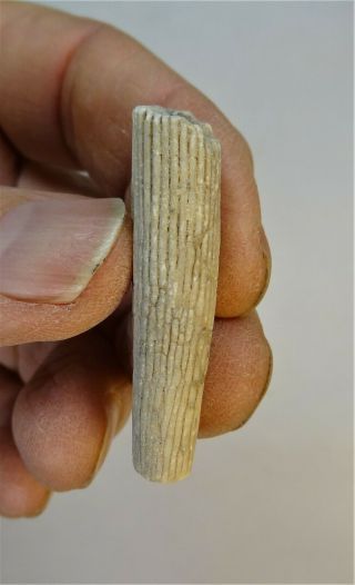 Belemnites - Permian Period - Aulacocerida Nostra Of Timor - An2