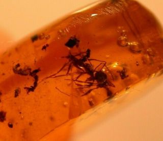 2 Worker Ants,  Gall Gnat,  Fly In Authentic Dominican Amber Fossil Gemstone