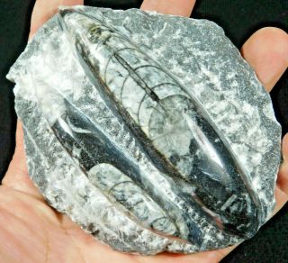 Two Polished 400 Million Year Old Orthoceras Fossils From Morocco 383gr