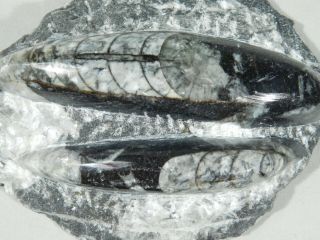 TWO Polished 400 Million Year Old ORTHOCERAS Fossils From Morocco 383gr 3
