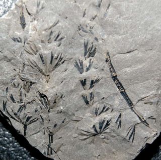 Sphenophyllum Tenerrimum -,  310 Million Years Ago Fossil Calamite Plant