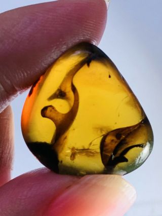 4.  11g Unknown Items Burmite Myanmar Burmese Amber Insect Fossil Dinosaur Age