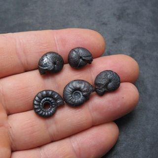 5x Goniatite 14 - 17mm Hematite Devonian Mineral Africa Fossil Ammoniten