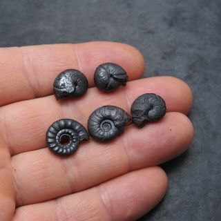 5x Goniatite 14 - 17mm Hematite Devonian Mineral Africa Fossil Ammoniten 2
