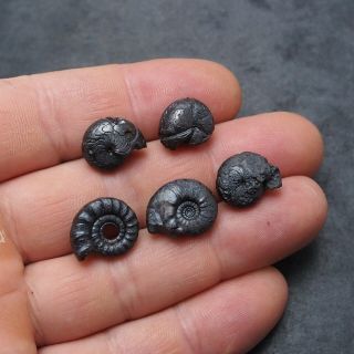5x Goniatite 14 - 17mm Hematite Devonian Mineral Africa Fossil Ammoniten 3