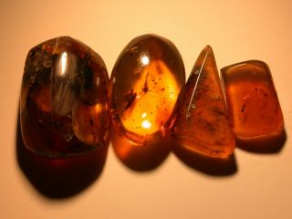 4 Burmite Amber Fossils With Variety Of Insects,  Plants Dinosaur Age