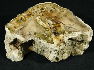 A 210 Million Year Old Polished Petrified Wood Fossil From Madagascar 566gr