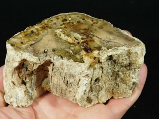 A 210 Million Year Old Polished Petrified Wood Fossil From Madagascar 566gr 2