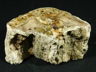A 210 Million Year Old Polished Petrified Wood Fossil From Madagascar 566gr 3