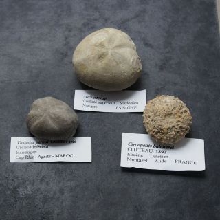 3x Echinoid Circopeltis Micraster Toxaster Fossil Natural Sea Urchin Fossilien