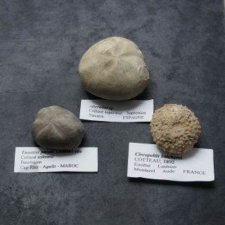 3x Echinoid Circopeltis Micraster Toxaster Fossil Natural Sea Urchin Fossilien 2