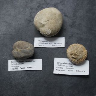 3x Echinoid Circopeltis Micraster Toxaster Fossil Natural Sea Urchin Fossilien 3