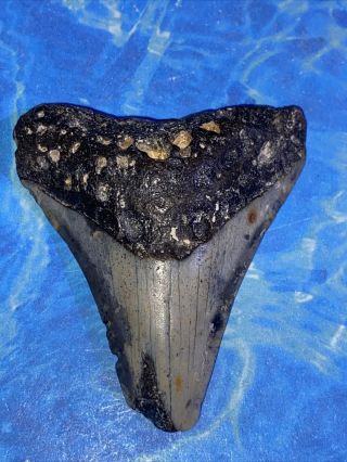 Huge 2.  55” Megalodon Shark Tooth Teeth Big Fossil Meg Scuba Diver Direct 1851