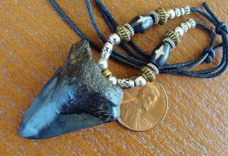1 - 3/8 " Megalodon Great White Shark Tooth Teeth Pendant Jewelry S.  C.  Fossil