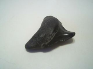 Megalodon Deformed Baby Shark Tooth Fossil From Bone Valley Area In Florida
