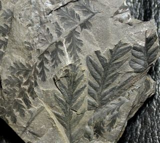 Carboniferous Plants - Mariopteris Nervosa And Sphenopteris