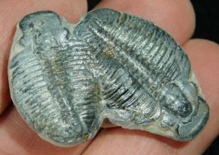 Two Natural Entwined 500 Million Year Old Elrathia Trilobite Fossils Utah 2.  21