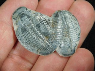 TWO Natural Entwined 500 Million Year Old Elrathia Trilobite Fossils Utah 2.  21 2