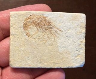 Fossil Shrimp Carpopenaeus Cretaceous Lebanon
