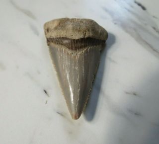 Fossil Megalodon Angustidens Shark Tooth,  1 3/4 Inches Not Restored Bag7