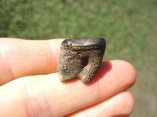 Top Quality Black Bear Molar Florida Fossils Teeth Tooth Ursus Skull Ice Age Fl