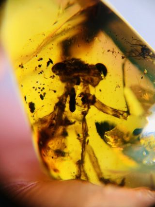 Unknown Big Bug&fly Burmite Myanmar Burmese Amber Insect Fossil Dinosaur Age