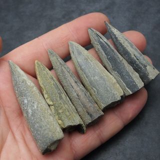 6x Belemnite Acrocoelites Vulgaris Fossils Fossiles Fossilien France