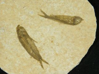 Two Small Restored 53 Million Year Old Knightia Fish Fossils Wyoming 112gr